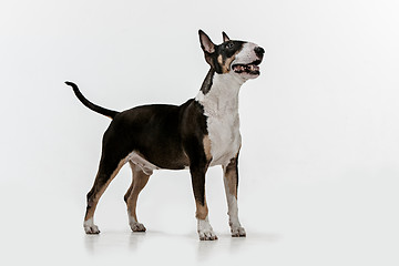 Image showing Bull Terrier type Dog on white background