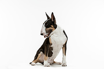 Image showing Bull Terrier type Dog on white background