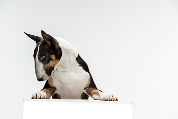 Image showing Bull Terrier type Dog on white background