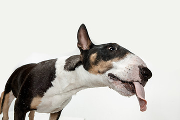 Image showing Bull Terrier type Dog on white background