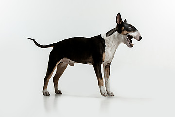 Image showing Bull Terrier type Dog on white background