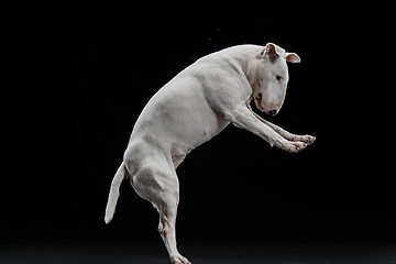 Image showing Bull Terrier type Dog on black background