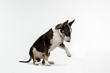 Image showing Bull Terrier type Dog on white background