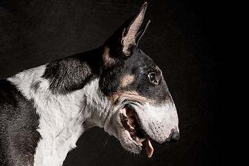 Image showing Bull Terrier type Dog on black background