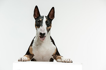 Image showing Bull Terrier type Dog on white background