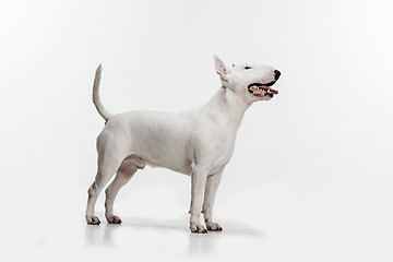 Image showing Bull Terrier type Dog on white background