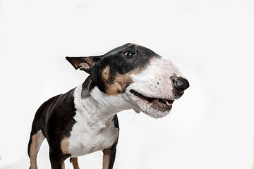 Image showing Bull Terrier type Dog on white background