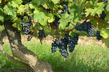 Image showing French winery