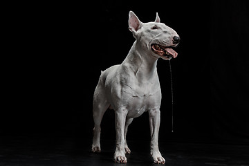 Image showing Bull Terrier type Dog on black background