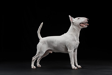 Image showing Bull Terrier type Dog on black background