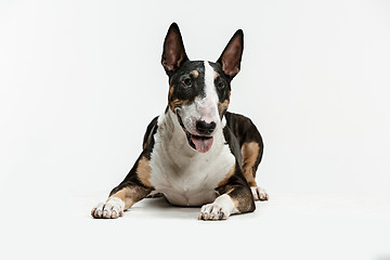 Image showing Bull Terrier type Dog on white background