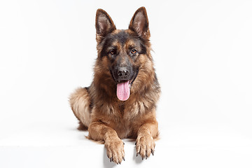 Image showing Shetland Sheepdog sitting in front of a white background