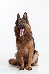 Image showing Shetland Sheepdog sitting in front of a white background