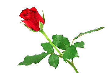 Image showing Red rose isolated on white