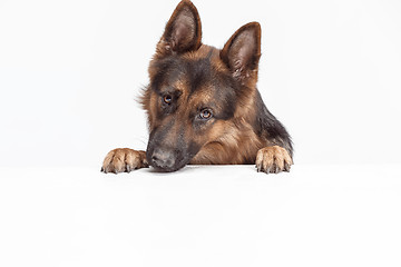 Image showing Shetland Sheepdog sitting in front of a white background