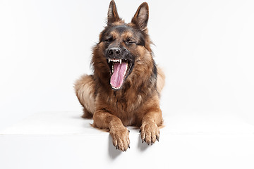 Image showing Shetland Sheepdog sitting in front of a white background