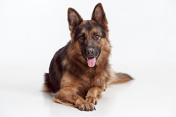 Image showing Shetland Sheepdog sitting in front of a white background