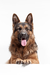 Image showing Shetland Sheepdog sitting in front of a white background