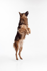 Image showing Shetland Sheepdog standing in front of a white background