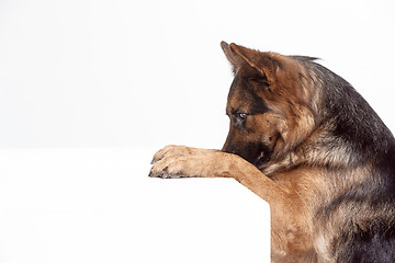 Image showing Shetland Sheepdog sitting in front of a white background