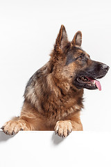 Image showing Shetland Sheepdog sitting in front of a white background