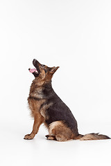 Image showing Shetland Sheepdog sitting in front of a white background