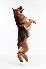 Image showing Shetland Sheepdog standing in front of a white background