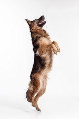 Image showing Shetland Sheepdog standing in front of a white background