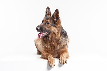 Image showing Shetland Sheepdog sitting in front of a white background