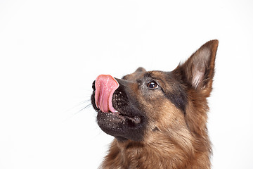 Image showing Shetland Sheepdog sitting in front of a white background