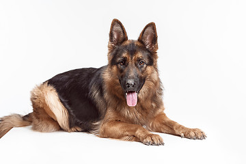 Image showing Shetland Sheepdog sitting in front of a white background