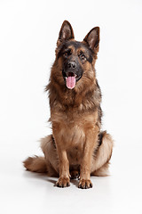 Image showing Shetland Sheepdog sitting in front of a white background