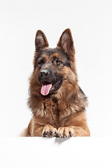 Image showing Shetland Sheepdog sitting in front of a white background