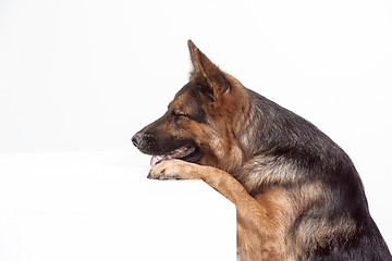 Image showing Shetland Sheepdog sitting in front of a white background