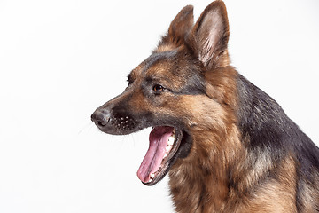 Image showing Shetland Sheepdog sitting in front of a white background