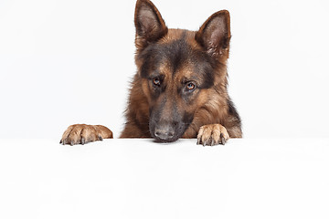 Image showing Shetland Sheepdog sitting in front of a white background