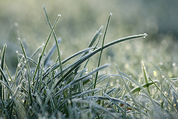 Image showing Frozen grass