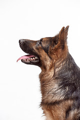 Image showing Shetland Sheepdog sitting in front of a white background