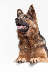 Image showing Shetland Sheepdog sitting in front of a white background