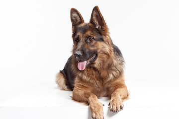 Image showing Shetland Sheepdog sitting in front of a white background