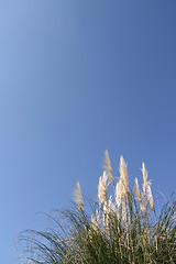 Image showing Pampas grass