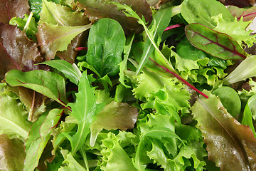 Image showing Fresh mixed lettuces, top view