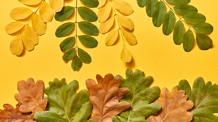 Image showing Creative autumn pattern from colorful leaves for greeting.