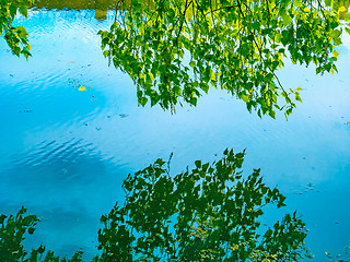 Image showing Reflection in the water surface a branch of poplar  tree