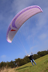 Image showing Purple paraglider launching