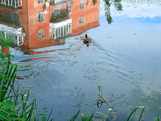 Image showing Building and sky reflects in water surface wish swimming duck