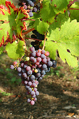 Image showing Purple grapes detail