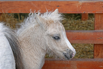 Image showing Pony Foal