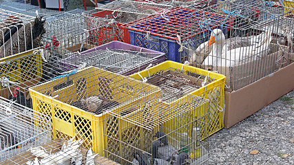 Image showing Poultry at Market