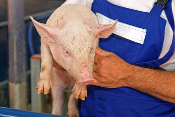 Image showing Farmer Holding Piglet